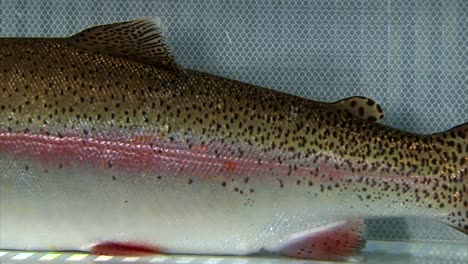 primeros planos extremos de una trucha de garganta cortada en el centro de tecnología de peces bozeman muestran sus escamas y aletas