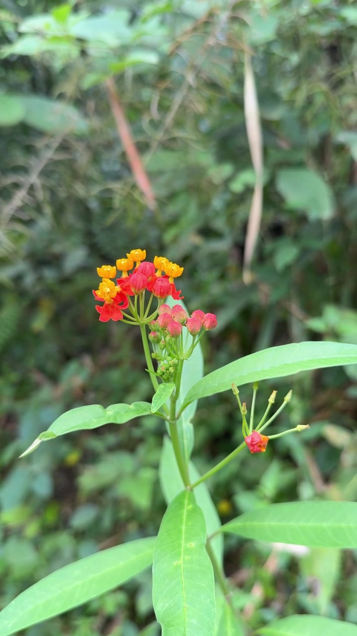 Close-up of Tropical Milkweed Flowers in a Garden