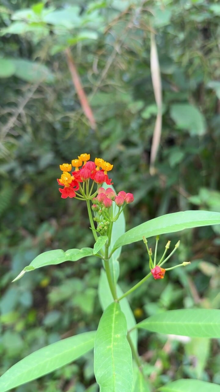 Close-up of Tropical Milkweed Flowers in a Garden