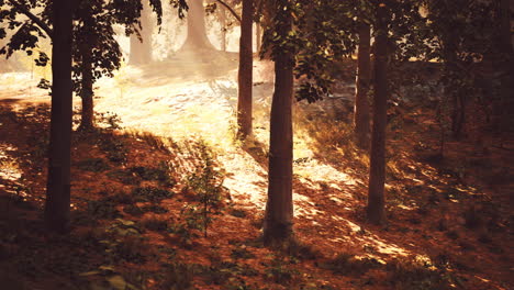 sunlight streaming through trees in a forest
