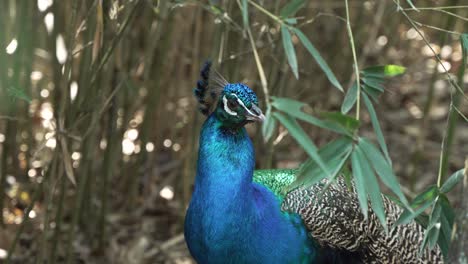 beautiful shot of peacock through hanging leaves