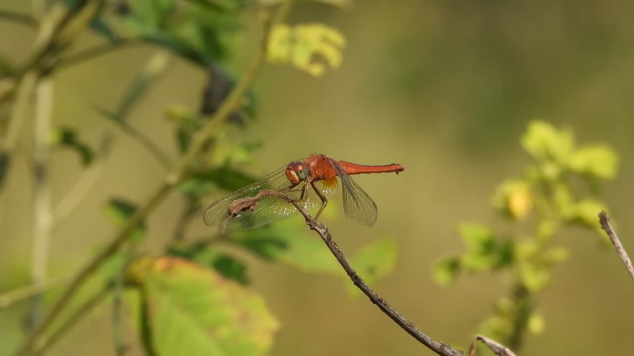 Flores amarillas y libélula. Hojas.
