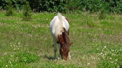 Un-Caballo-Marrón-Y-Blanco-Pastando-En-Una-Pradera-Frente-A-La-Cámara-Durante-Un-Día-Soleado-Y-Ventoso,-Mirando-Caballos,-Tierras-De-Cultivo,-Tailandia