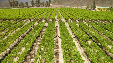 Un-Viñedo-En-Worcester,-Sudáfrica