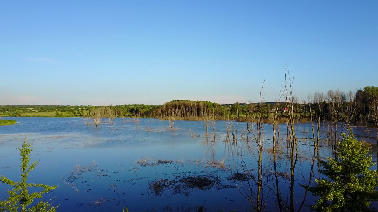 Dry Branches In The Lake. Global warming concept dead tree in the water