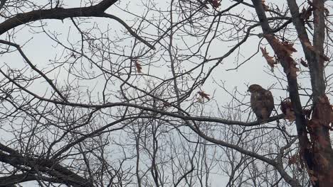 hawk flying from barren branch in dreary winter, slow motion