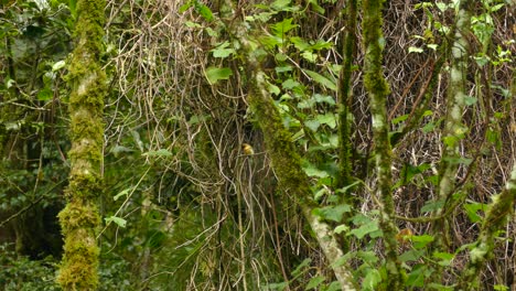 pájaro papamoscas panameño saltando en tierras forestales entre árboles