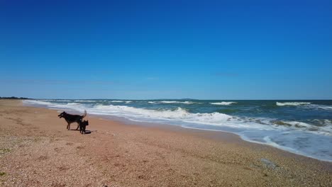 Dos-Perros-Juegan-En-La-Orilla-Del-Mar-De-Azov-En-Un-Clima-Soleado-Con-El-Telón-De-Fondo-De-Un-Cielo-Azul