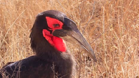 vista de cerca: pájaro hornbill de tierra del sur con pestañas deliciosas