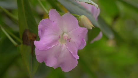 close-up footage: purple flower swaying gently with breeze