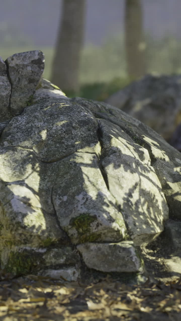 Formazione di pietra naturale circondata da vegetazione in un tranquillo ambiente esterno