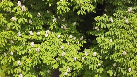 Flores-De-Castaño-Floreciendo-En-Un-árbol-En-Un-Parque