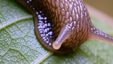 close-up of a snail or slug on a green leaf