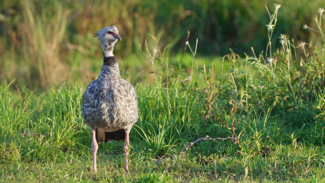 Sgargiante dal collare del Pantanal brasiliano (Chauna torquata) immobile in un campo d'erba aperto, che guarda a destra con belle erbacce che ondeggiano al vento, inquadratura statica ravvicinata.