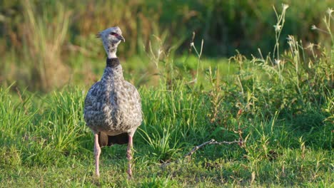 gritador del sur del pantanal brasileño, chauna torquata parado en el campo de hierba abierto, mirando a la derecha con hermosas malas hierbas balanceándose en el viento, tiro estático de cerca
