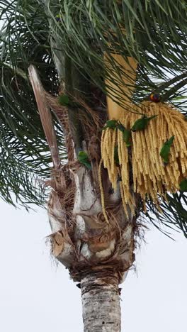 el pájaro sorbe el néctar de las flores de la palma repetidamente