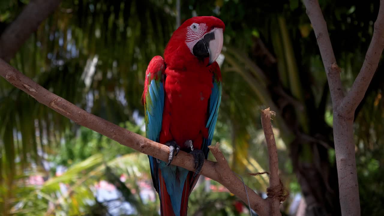 loro rojo y azul brillante en una rama de árbol