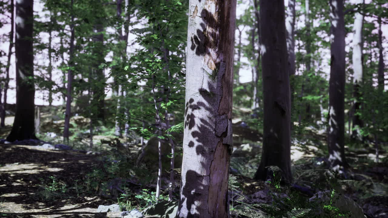 La luce si insinua tra le foglie, proiettando motivi sul tronco di un vecchio albero