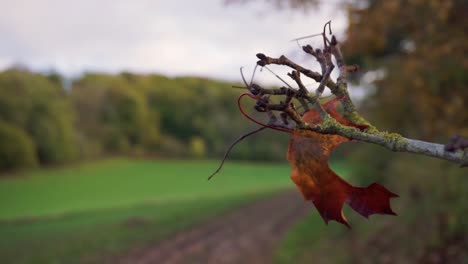 last autumnal leaf blowing in wind