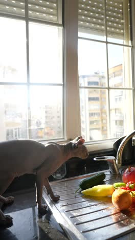 sphynx cat in a kitchen, looking at fruits and vegetables near a window