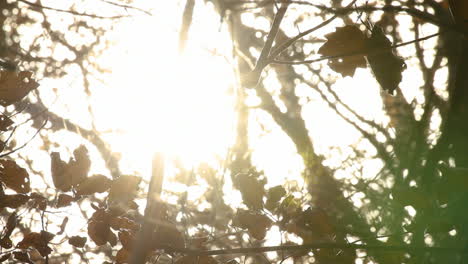 autumn tree leaves moving in the wind with the sun in the background