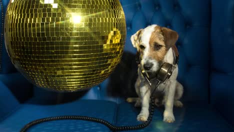 Dog-Disco-4K-14