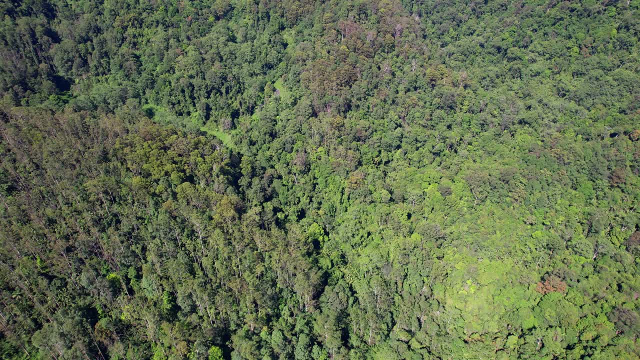 vista a vista de pájaro sobre el valle de currumbin con exuberante selva tropical en queensland, australia - toma de avión no tripulado