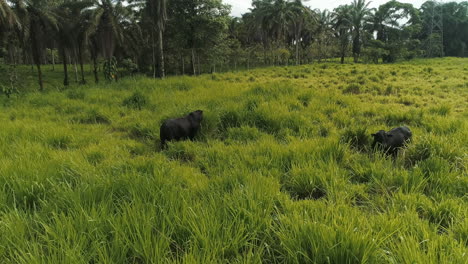 Toros-Y-Campos-Verdes-En-La-Costa-Ecuatoriana-Provincia-De-Santo-Domingo