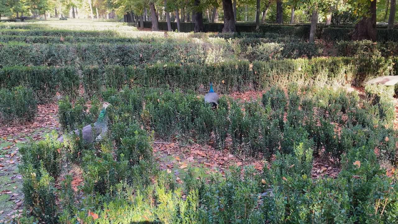 Slow motion filming in some gardens of a group of 4 very young peacocks, you can tell because their tail feathers are not yet developed, they jump, chase each other and flap their wings, it's fun