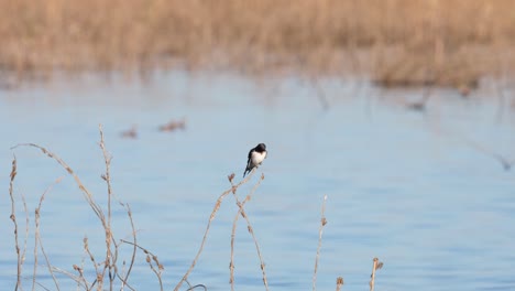 Balancing-on-a-tiny-twig-while-preening-its-feathers,-the-Barn-Swallow-Hirundo-rustica-is-being-blown-gently-by-the-wind