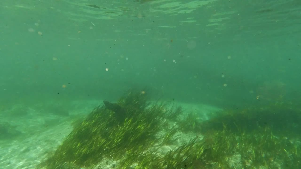 수중 민물 호수 강 봄 풍경 풀과 조류 반사, 태양 광선 수영 다리와 플로리다 ichutecknee 강 물고기와 악어에서 스노클링