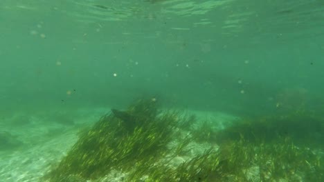 水底淡水湖泊河流泉景觀 草和藻類反射和太陽射線 游泳者腿和潛水在佛羅里達州 ichutecknee河魚和<unk>魚