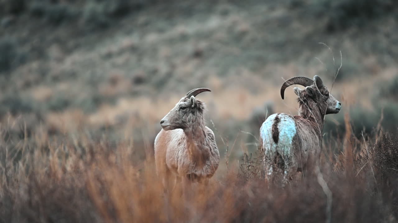 I maestosi abitanti di Kamloops: le pecore bighorn