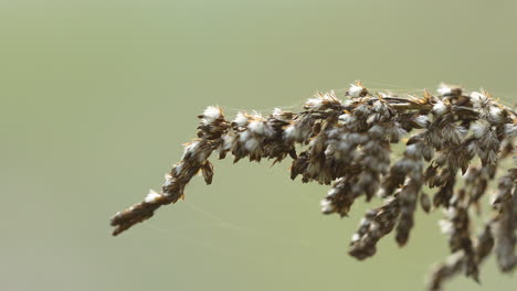 Detaillierte-Nahaufnahme-Von-Trockenem-Gras-Im-Herbstlicht