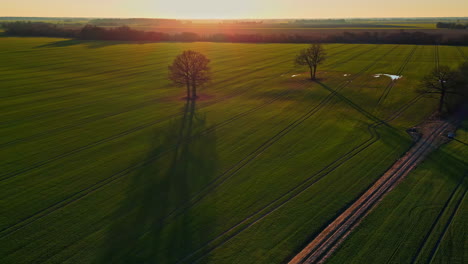 Vista-Aérea-Del-Atardecer-Del-Campo-De-Plantaciones-Agrícolas-Con-Sol-Y-árboles