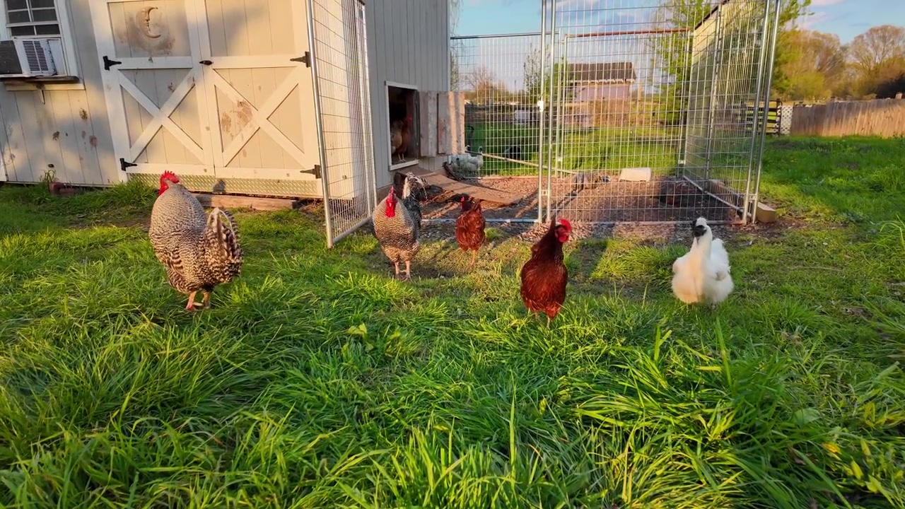 Roosters and hens foraging on grass during sunset, depicting sustainable animal husbandry