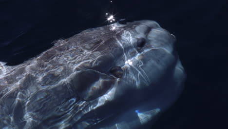 Ocean-sunfish-very-close-up-swimming-and-looking-at-the-camera