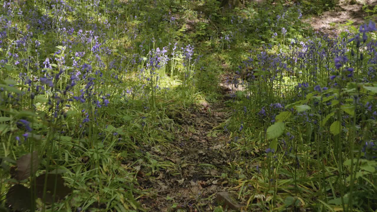Moving along forest path through bluebell meadow, low angle
