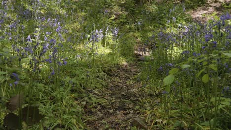 Moving-along-forest-path-through-bluebell-meadow,-low-angle