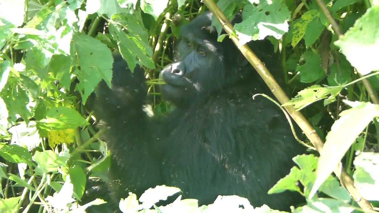 Gorilla di montagna che si nasconde nella fitta vegetazione verde e mangia nel Parco Nazionale della Foresta Impenetrabile di Bwindi.