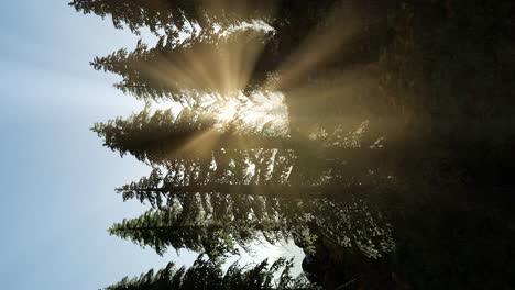 early morning light and fog drifting through the trees