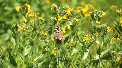 Monarch-butterfly-flying-around-yellow-flowers-in-the-desert-of-California