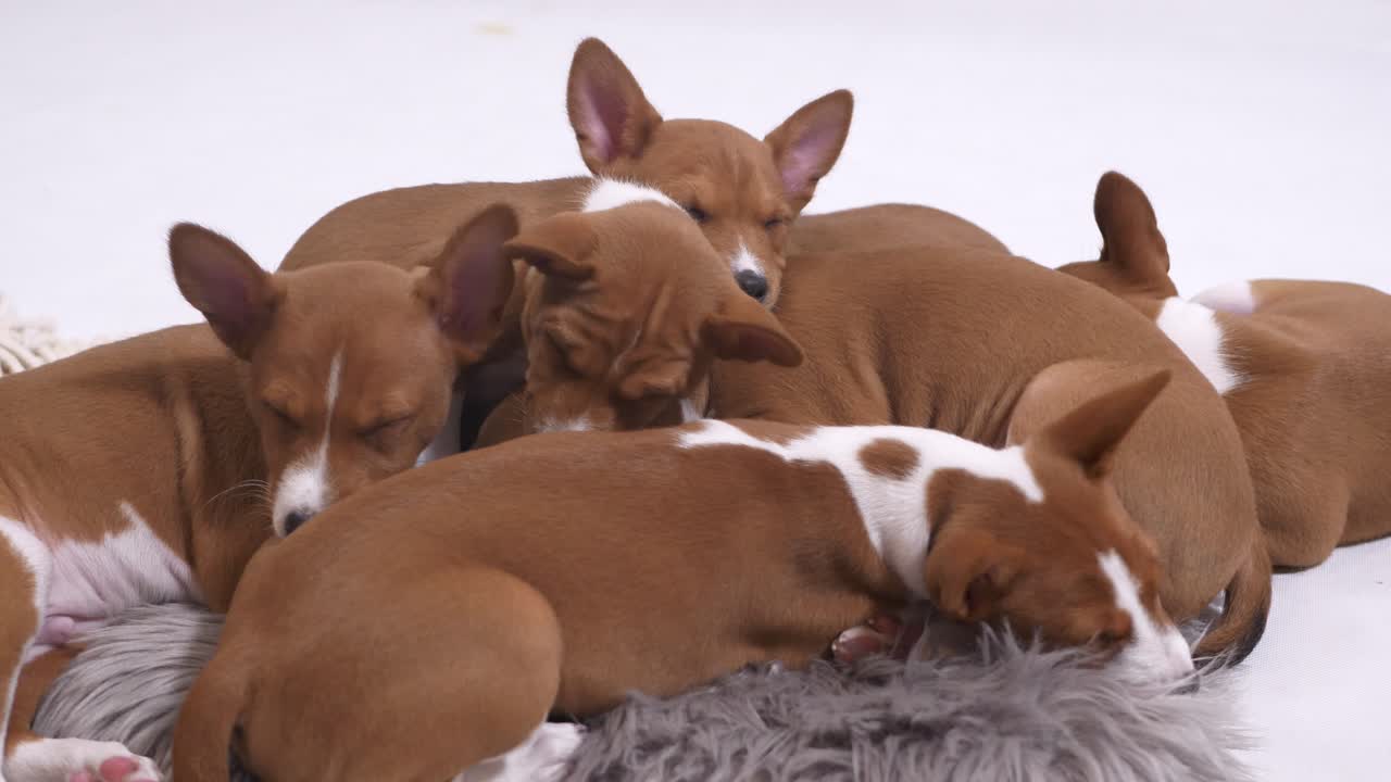 cerca de basenji grupo de cachorros acostarse dormir juntos dulce hermano cámara lenta