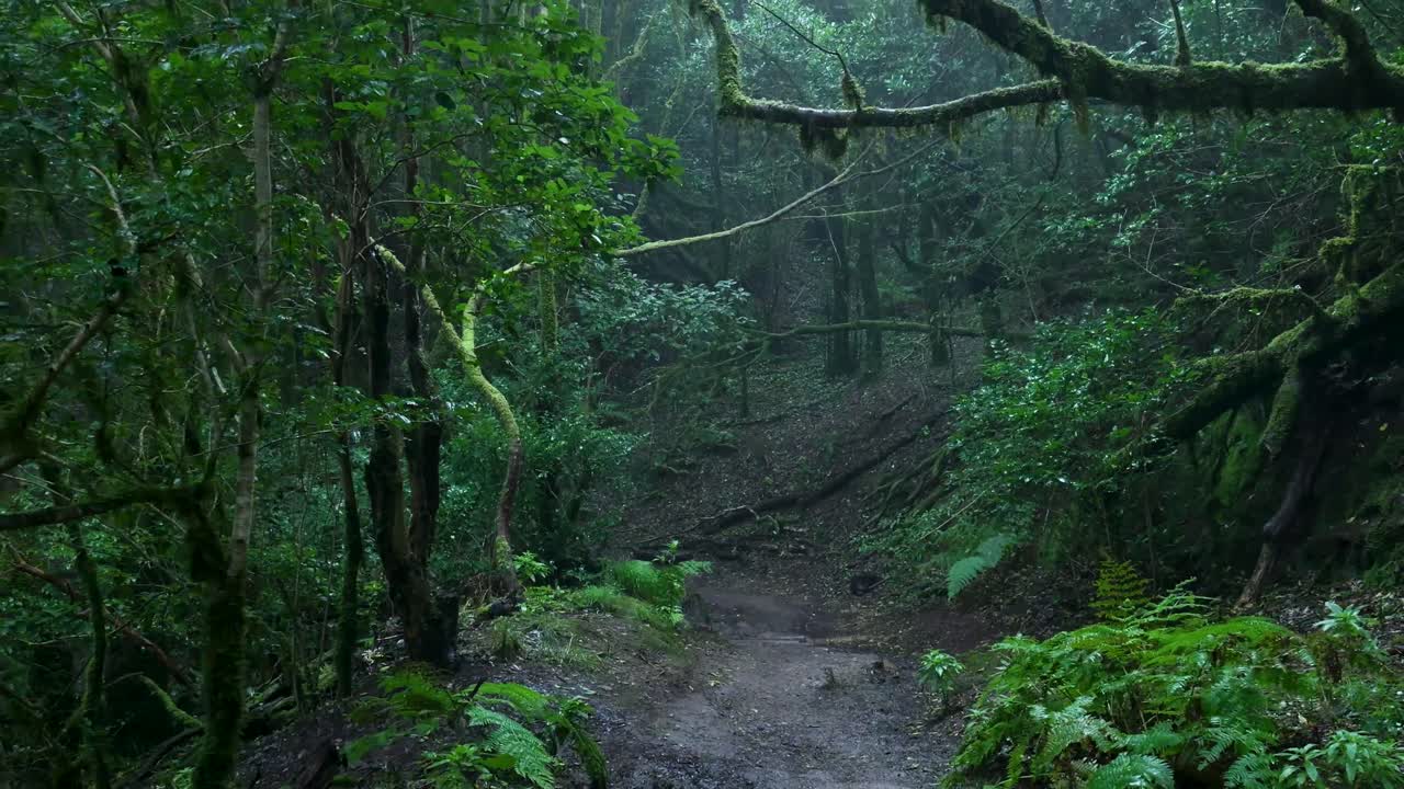 Frodig grøn skov med en mudret sti på en dyster dag