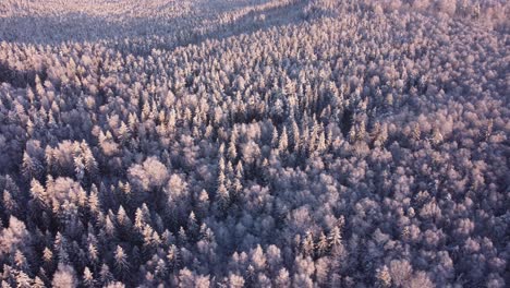 Boreal-seasonal-forests-covered-with-frost-in-early-morning-light-aerial-view