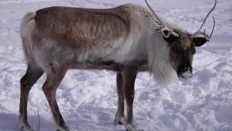 reindeer-lifts-head-to-look-at-camera