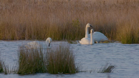 Tundra-Schwan-Im-östlichen-Teil-Von-North-Carolina