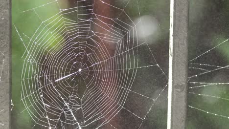 spider web glistening with water drops in forest