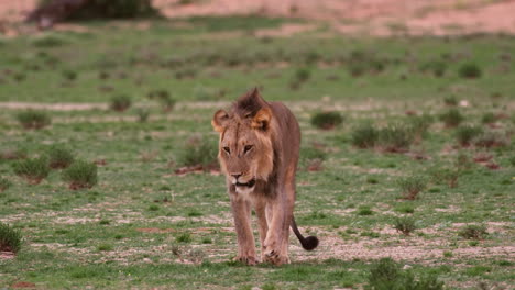 lion walking in green field in southern africa - wide shot