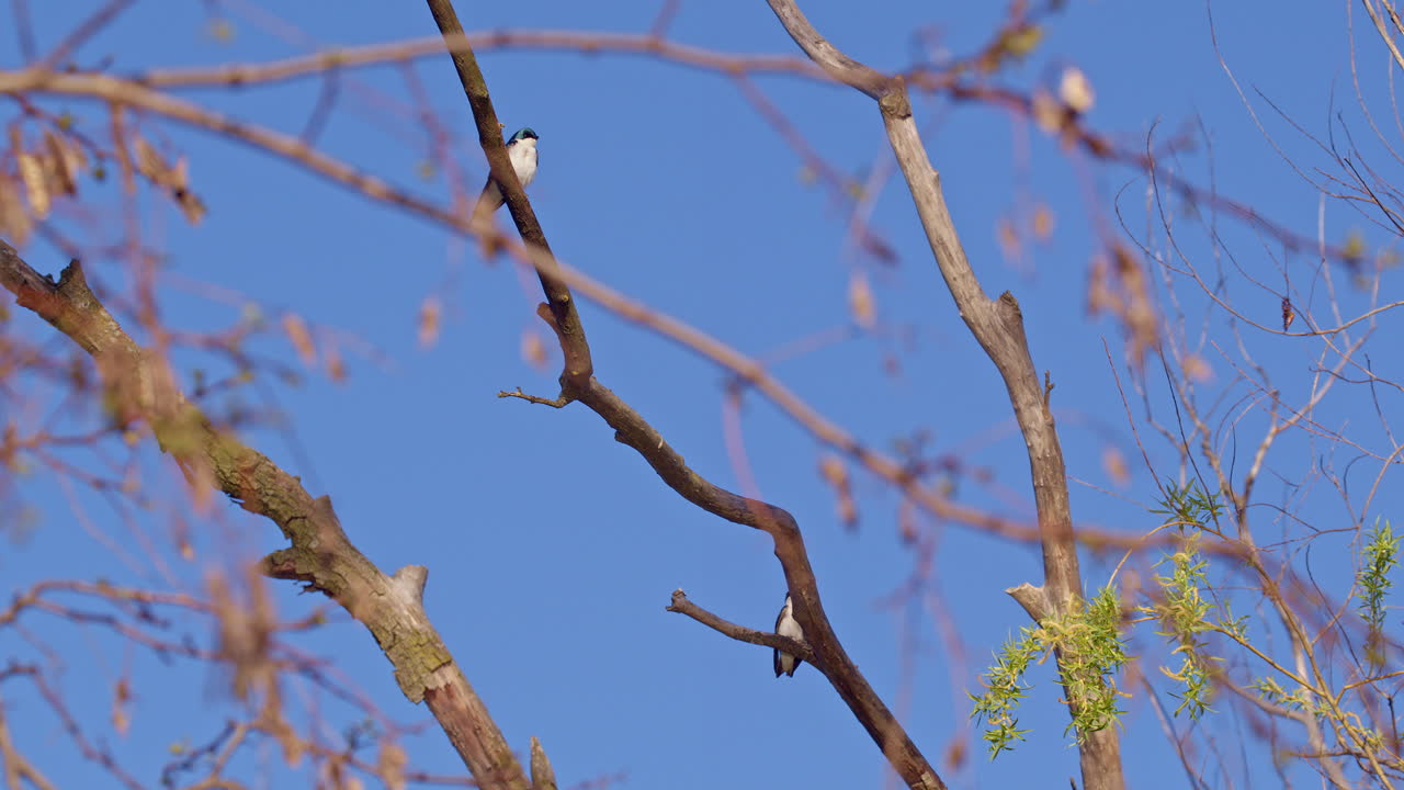 Gliding and diving: purple martins captured in slow-motion during spring courtship.